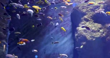 Sualtı: Mavi su Sea Life