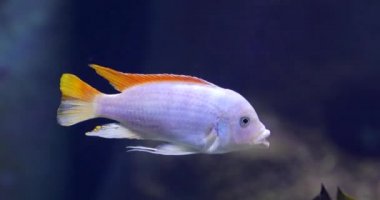 Sualtı: Mavi su Sea Life