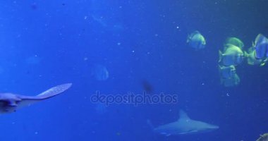 Stingray koyu mavi su