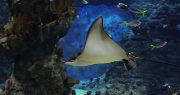 Stingray Blue Waters — Stock Video