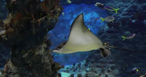 Stingray Dans Les Eaux Bleues — Video