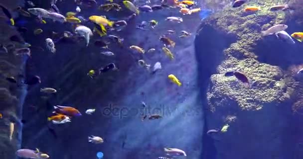 Underwater Sea Life Blue Water — Stock Video