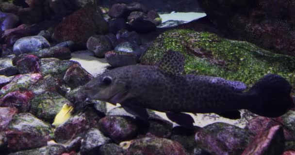 Underwater Sea Life Blue Water — Stock Video