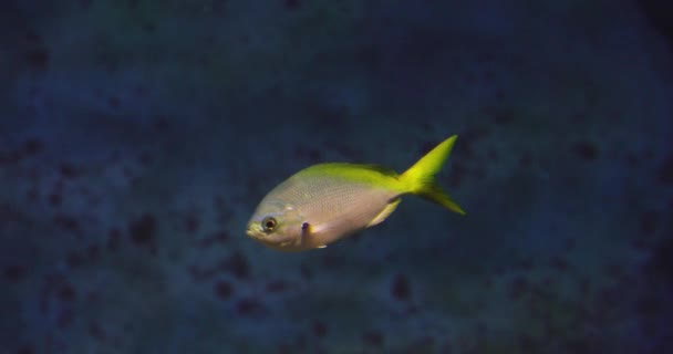 Underwater Sea Life Blue Water — Stock Video