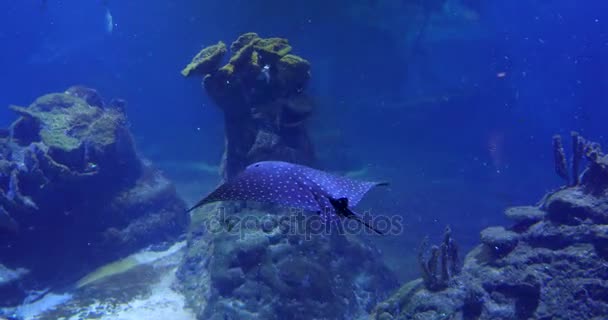 Stingray Blauwe Diep Water — Stockvideo