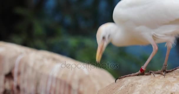 Pacific Reef Heron — Stockvideo