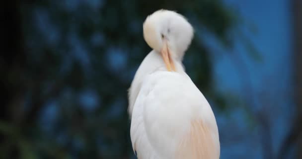 Bělobřichého Heron — Stock video