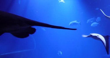 Stingray koyu mavi su