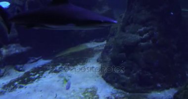 Masmavi suda köpekbalığı