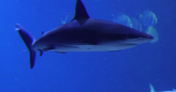 深蓝色水中的鲨鱼 — 图库视频影像