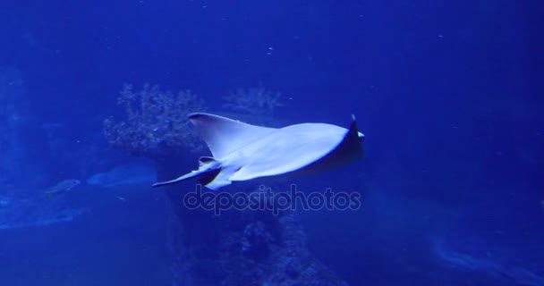 Stingray Deep Blue Water — Stock Video