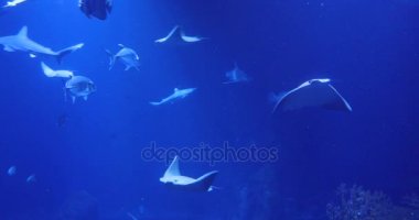 Stingray koyu mavi su camı