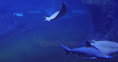 Stingray koyu mavi su