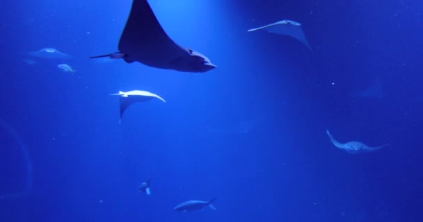 Stingray Diepblauwe Water Door Het Glas — Stockvideo