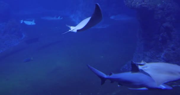 深い青色の水でアカエイ — ストック動画