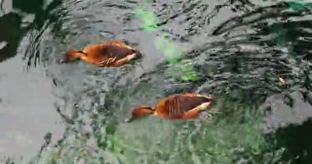 鸭子在水中游泳 从上面看 — 图库视频影像