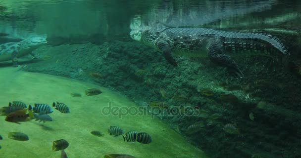 鳄鱼在水中游泳 — 图库视频影像