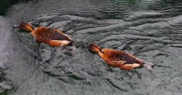 鸭子在水中游泳 从上面看 — 图库视频影像