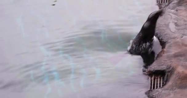 Sello Está Saltando Agua — Vídeos de Stock