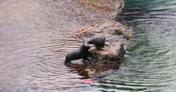 Twee Schattige Zeehonden Zijn Spelen Oever — Stockvideo