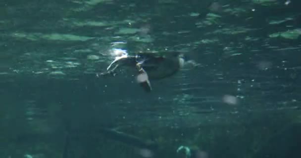 Pato Está Mergulhando Água Busca Comida — Vídeo de Stock