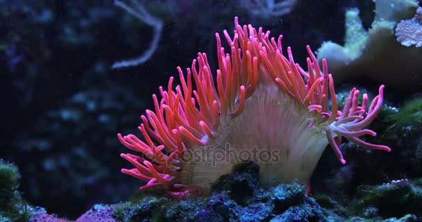 Bajo Agua Colorido Arrecife Coral — Vídeos de Stock