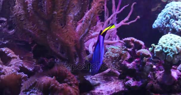 Underwater Vibrant Sea Life Blue Water — Stock Video