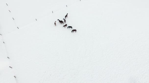 Κεραία Αγέλη Των Αλόγων Στο Λιβάδι Καλυμμένα Χιόνι Χειμώνα — Αρχείο Βίντεο