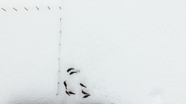 Antenne Pferdeherde Auf Der Schneebedeckten Wiese Winter — Stockvideo