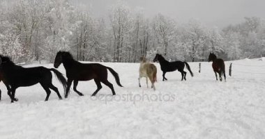 Atları soğuk kışın karlı çayır üzerinde çalışan