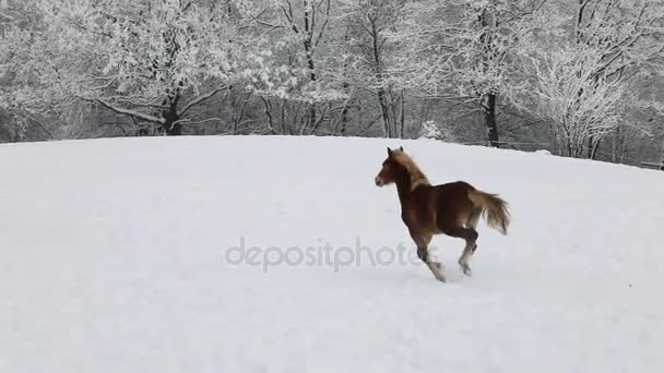 馬は寒い冬に雪に覆われた草原で実行しています — ストック動画