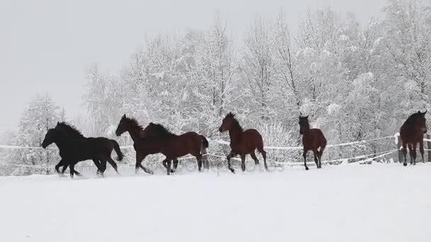 寒冷的冬天 马驹在白雪皑皑的草地上奔跑 — 图库视频影像