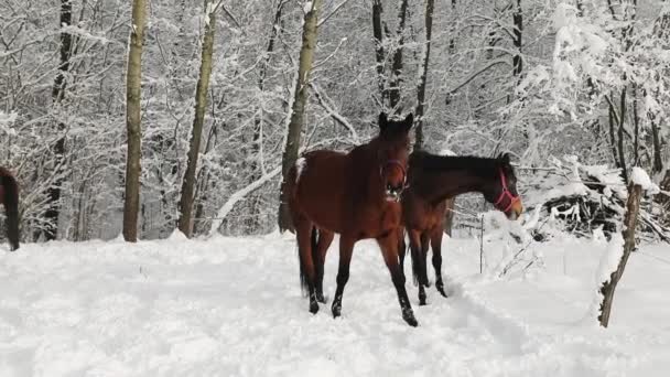 Caballos Bosque Nevado — Vídeo de stock