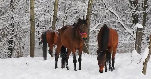 Hästar Den Snöiga Skogen — Stockvideo