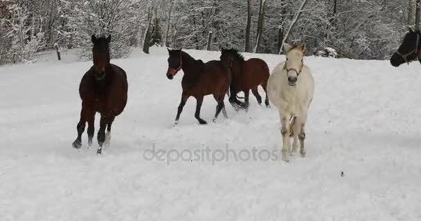 馬は寒い冬に雪に覆われた草原で実行しています — ストック動画