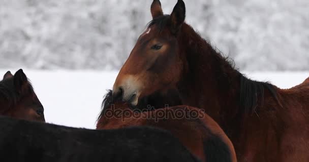 Foals Scratching Each Other Deep Winter — Stock Video