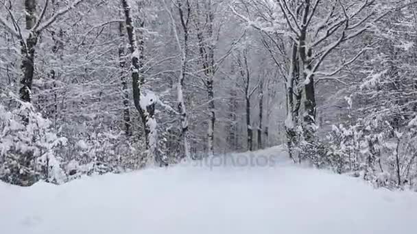 Estrada Inverno Através Floresta — Vídeo de Stock