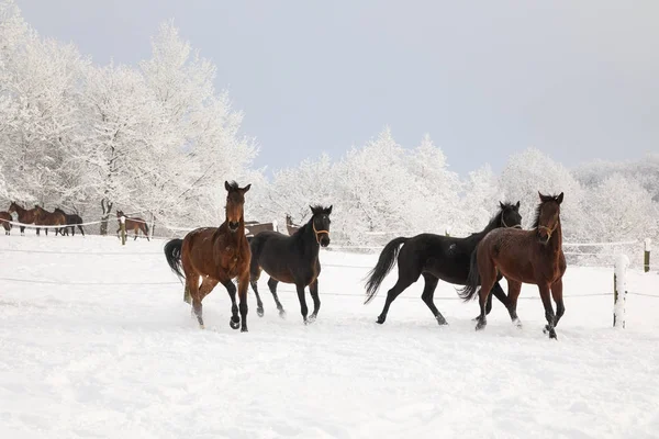 Paarden zijn galopperen op besneeuwde weide — Stockfoto