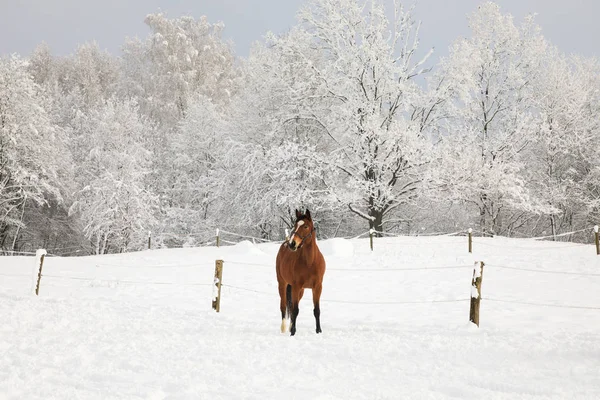 Ensam häst på snöiga äng — Stockfoto