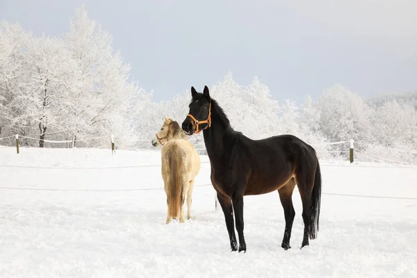 Χαριτωμένο άλογα στο χιονισμένο Λιβάδι — Φωτογραφία Αρχείου