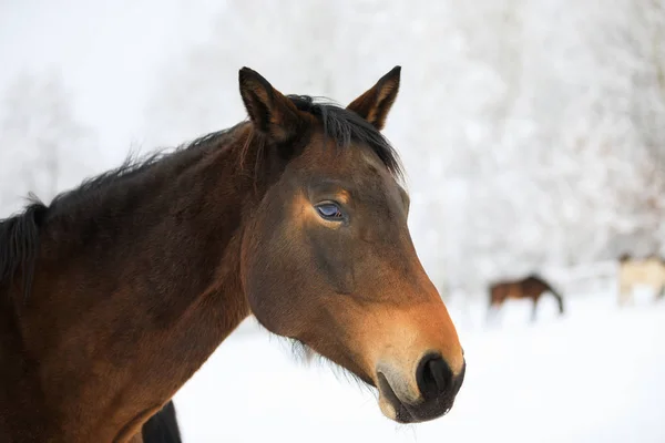 Het paard portret op de winter — Stockfoto