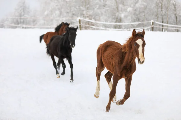 Veulens zijn galopperen op besneeuwde weide — Stockfoto