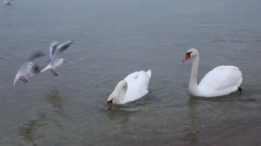 Sahilde, bahar zaman kuğu sürüsü