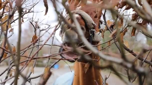 Cavalo Está Comendo Folhas Secas Vista Através Arbusto — Vídeo de Stock