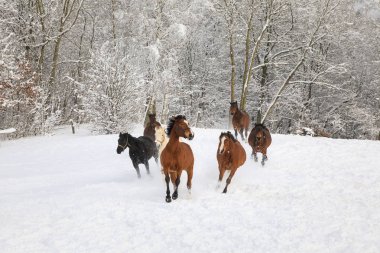 Karlı çayır on atların dörtnala