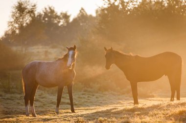 Puslu güneş ışığı altında iki at