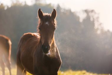 Tatlı Tay sabah güneş ışığı altında