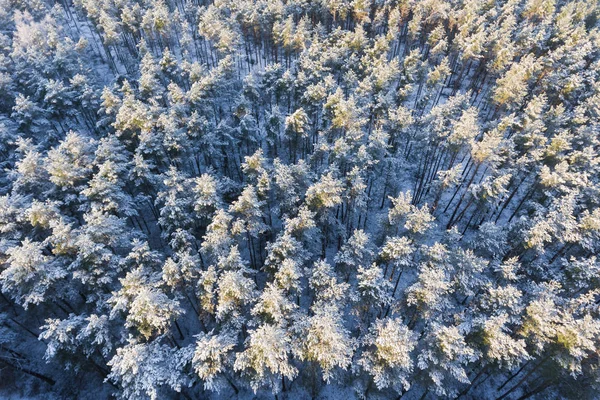 Luchtfoto winterbos — Stockfoto