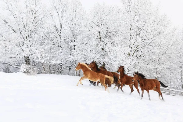 Стадо лошадей в глубокую зиму — стоковое фото