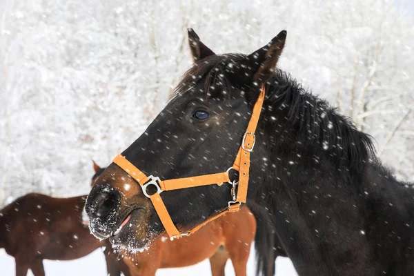 Het paard portret op de winter — Stockfoto